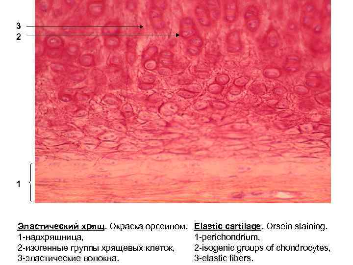 Эластический хрящ гистология рисунок