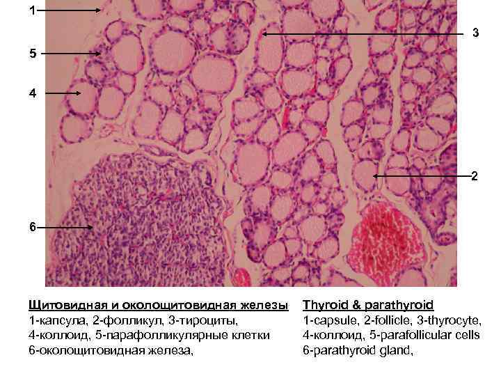 Щитовидная железа гистология рисунок