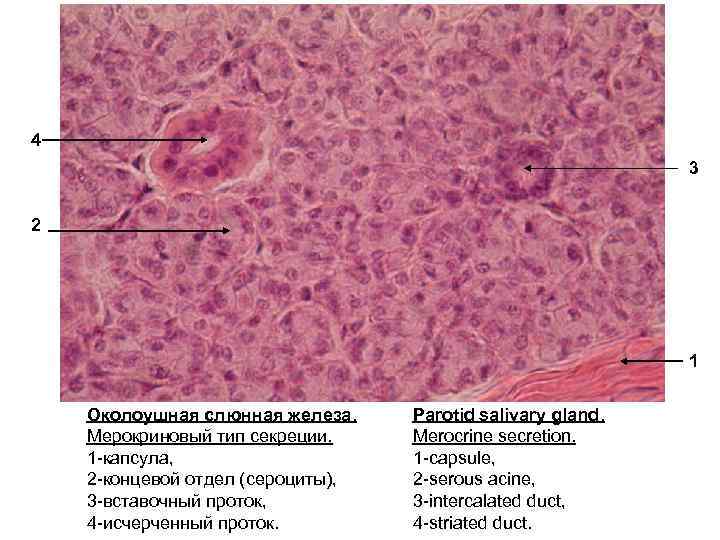 4 3 2 1 Околоушная слюнная железа. Мерокриновый тип секреции. 1 -капсула, 2 -концевой