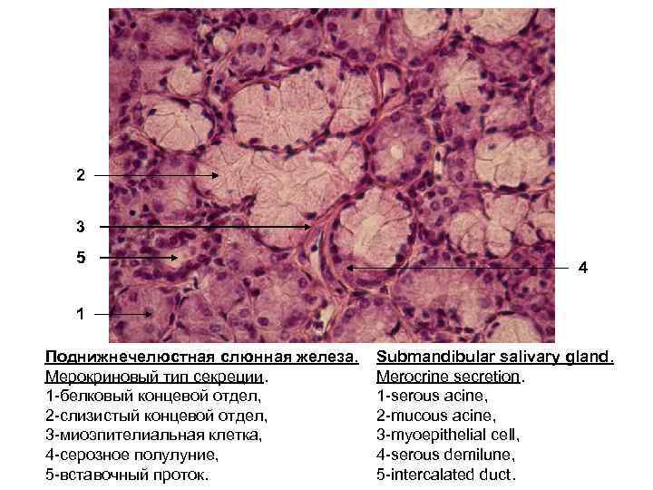2 3 5 4 1 Поднижнечелюстная слюнная железа. Мерокриновый тип секреции. 1 -белковый концевой