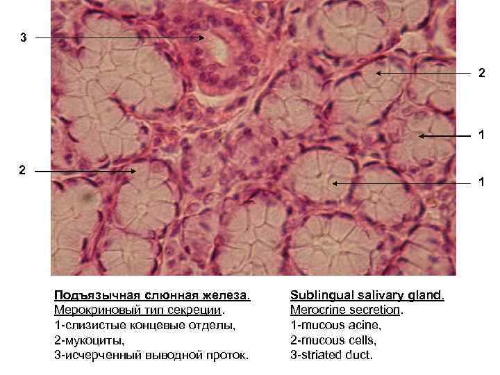 3 2 1 Подъязычная слюнная железа. Мерокриновый тип секреции. 1 -слизистые концевые отделы, 2