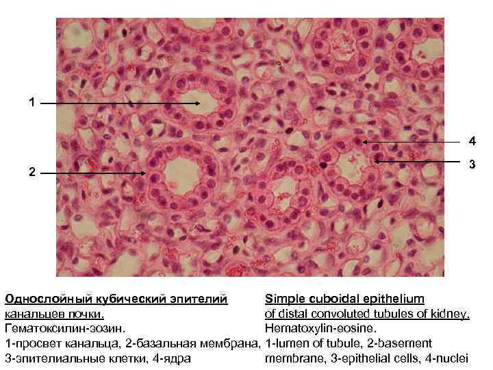1 4 2 3 Однослойный кубический эпителий Simple cuboidal epithelium канальцев почки. of distal