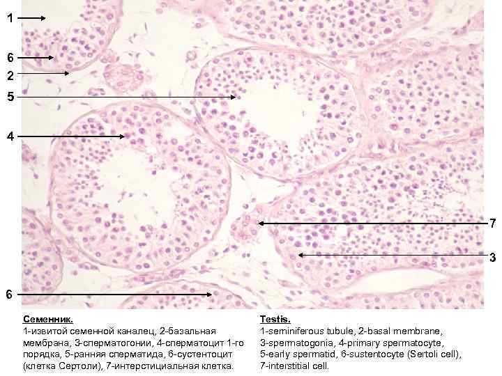 Рисунок семенника гистология