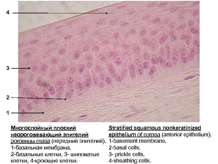 4 3 2 1 Многослойный плоский неороговевающий эпителий роговицы глаза (передний эпителий). 1 -базальная