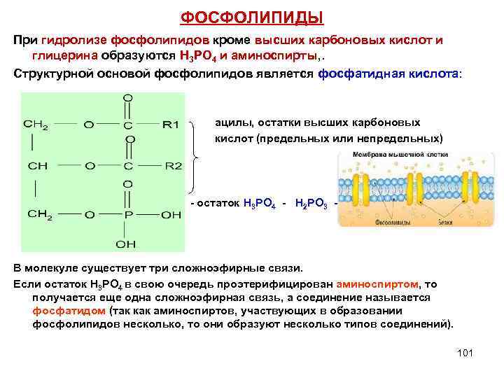 ФОСФОЛИПИДЫ При гидролизе фосфолипидов кроме высших карбоновых кислот и глицерина образуются Н 3 РО