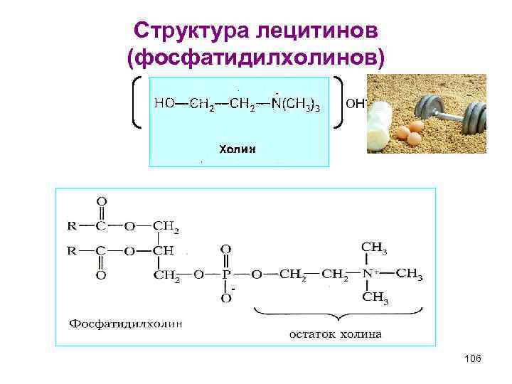 Структура лецитинов (фосфатидилхолинов) OH- - 106 