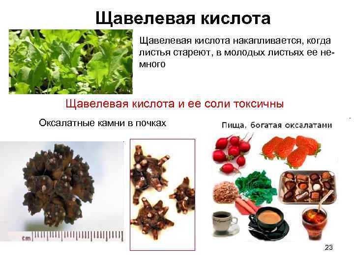 Щавелевая кислота накапливается, когда листья стареют, в молодых листьях ее не- много Щавелевая кислота