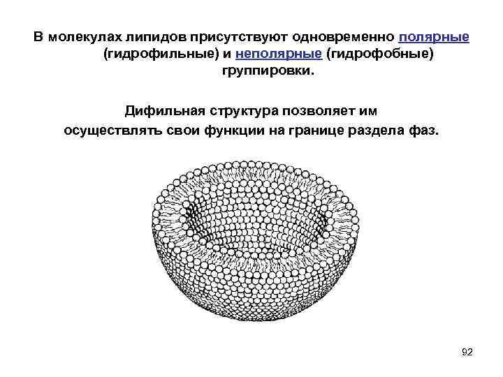 В молекулах липидов присутствуют одновременно полярные (гидрофильные) и неполярные (гидрофобные) группировки. Дифильная структура позволяет
