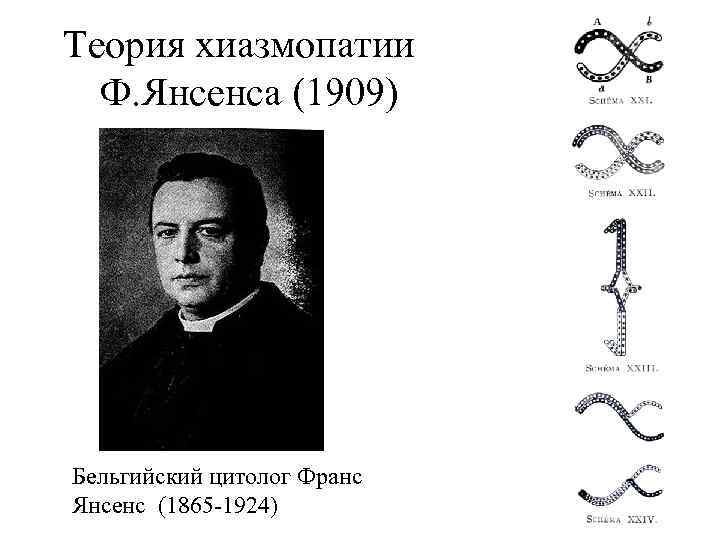 Теория хиазмопатии Ф. Янсенса (1909) Бельгийский цитолог Франс Янсенс (1865 -1924) 