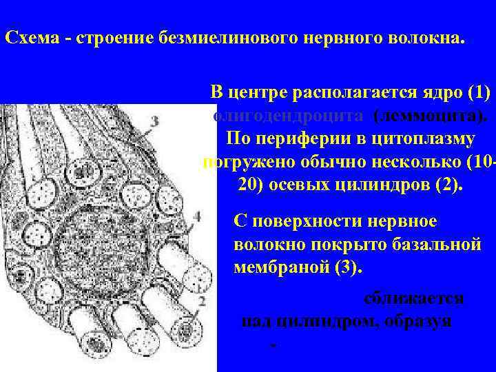 Cхема - строение безмиелинового нервного волокна. В центре располагается ядро (1) олигодендроцита (леммоцита). По
