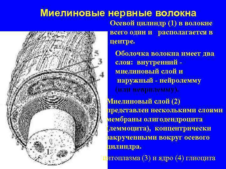 Миелиновые нервные волокна Осевой цилиндр (1) в волокне всего один и располагается в центре.