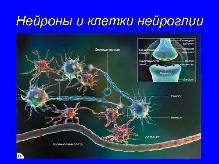 Нейроны и клетки нейроглии 