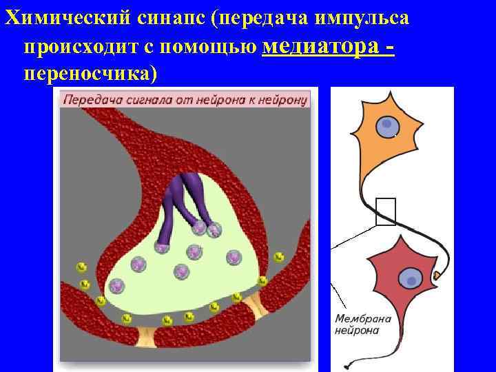 Химический синапс (передача импульса происходит с помощью медиатора переносчика) 