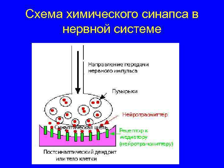 Схема химического синапса в нервной системе 