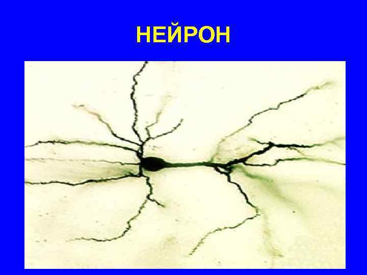 НЕЙРОН 