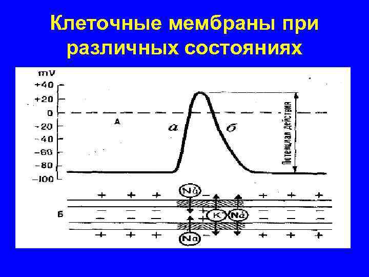 Клеточные мембраны при различных состояниях 