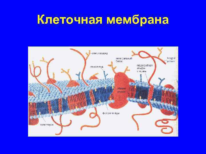 Клеточная мембрана 