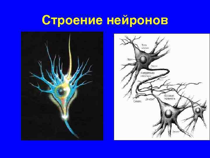 Строение нейронов 