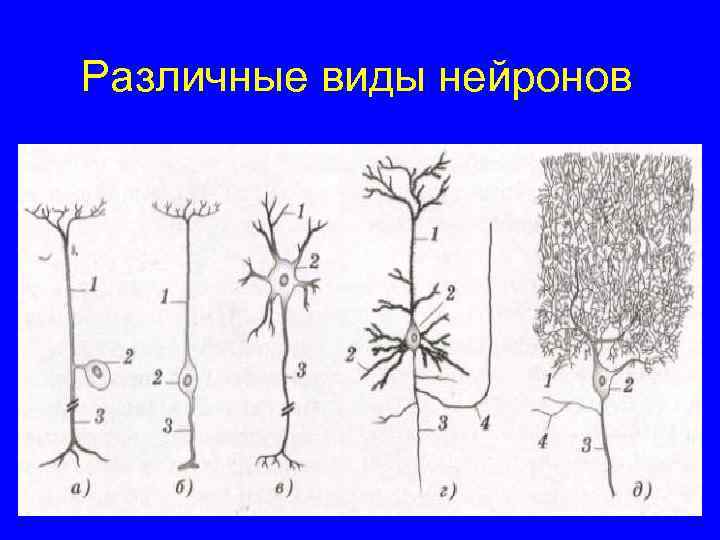 Различные виды нейронов 