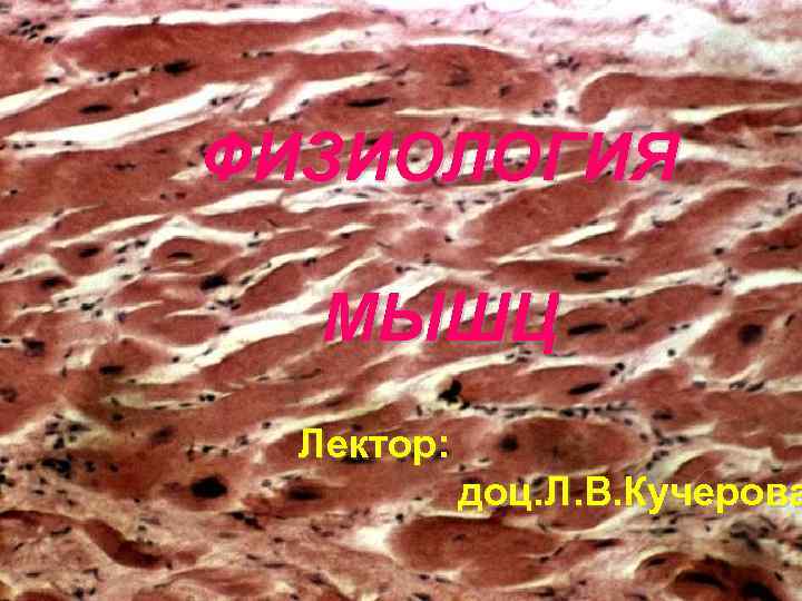 ФИЗИОЛОГИЯ МЫШЦ Лектор: доц. Л. В. Кучерова 