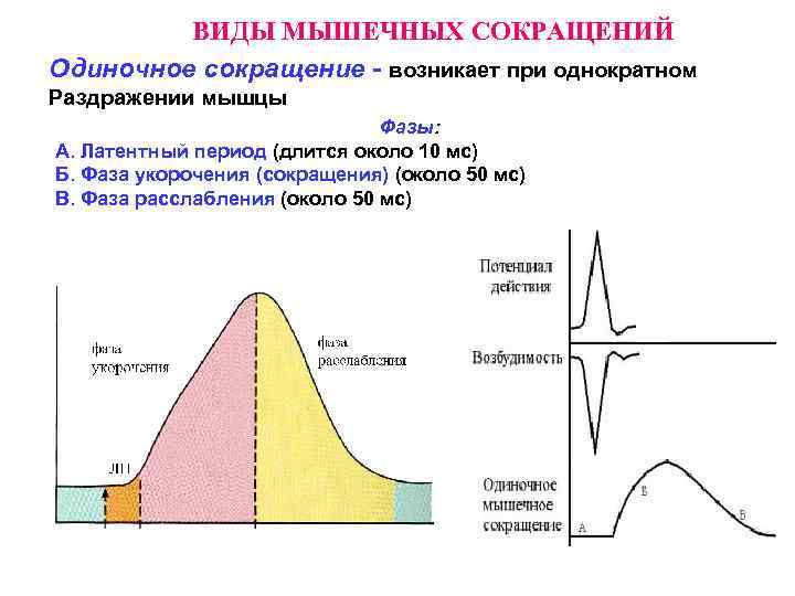 Значение сокращение мышц. Режимы сокращения мышц физиология. Виды мышечных сокращений физиология. Одиночное сокращение мышечного волокна. Миограмма одиночного мышечного сокращения.