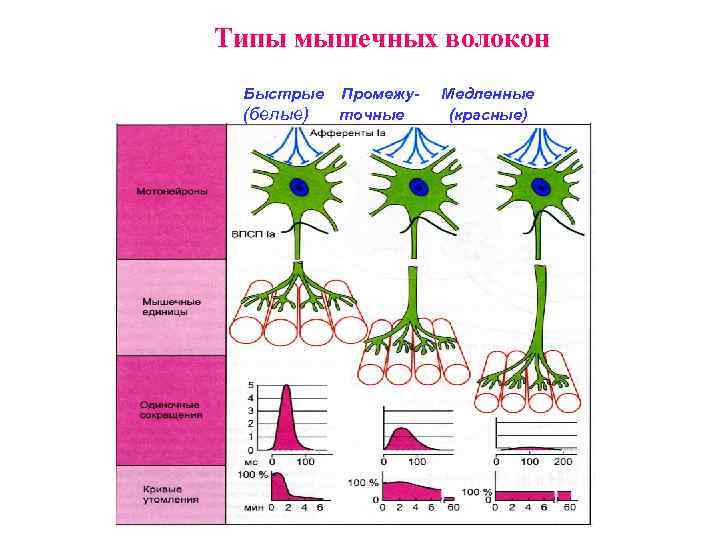 Типы мышечных волокон Быстрые (белые) Промежуточные Медленные (красные) 
