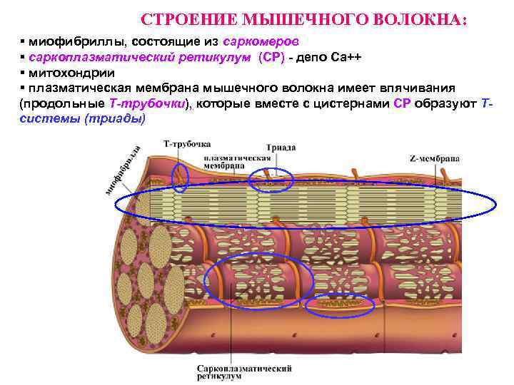 СТРОЕНИЕ МЫШЕЧНОГО ВОЛОКНА: § миофибриллы, состоящие из саркомеров § саркоплазматический ретикулум (СР) - депо