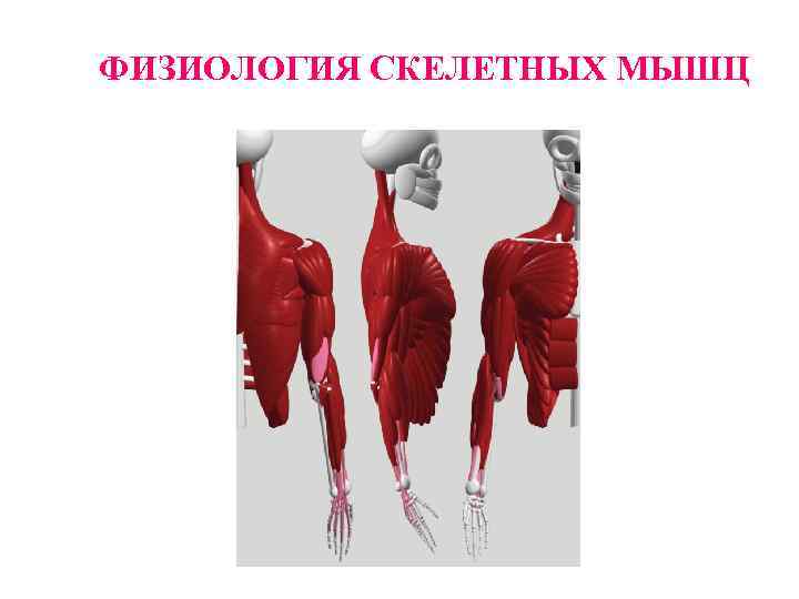 ФИЗИОЛОГИЯ СКЕЛЕТНЫХ МЫШЦ 