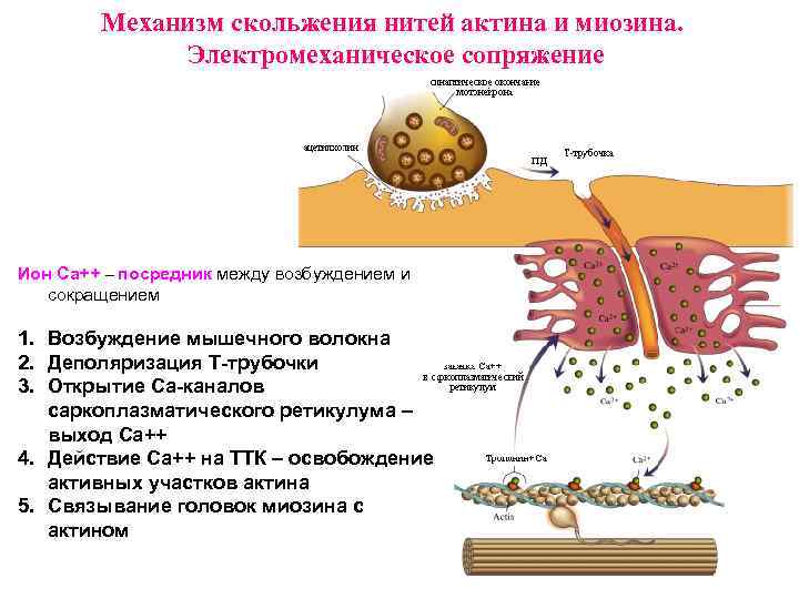 Механизм скольжения нитей актина и миозина. Электромеханическое сопряжение Ион Са++ – посредник между возбуждением