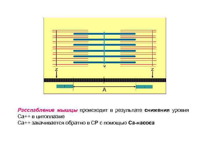 Расслабление мышцы происходит в результате снижения уровня Са++ в цитоплазме Са++ закачивается обратно в