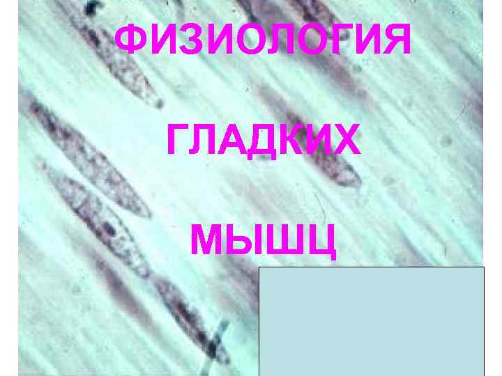 ФИЗИОЛОГИЯ ГЛАДКИХ МЫШЦ 