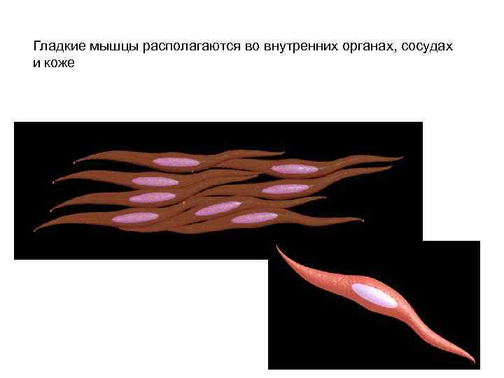 Гладкие мышцы располагаются во внутренних органах, сосудах и коже 