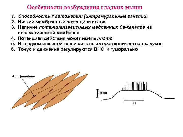 Особенности возбуждения гладких мышц 1. Способность к автоматии (интрамуральные ганглии) 2. Низкий мембранный потенциал