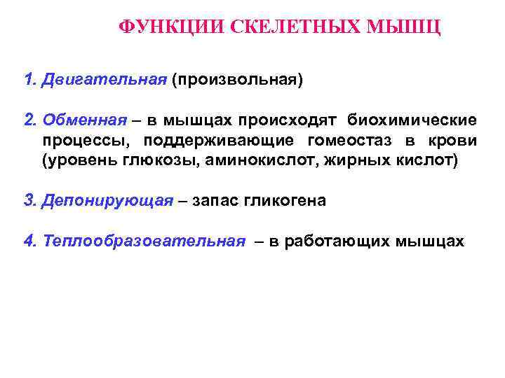 ФУНКЦИИ СКЕЛЕТНЫХ МЫШЦ 1. Двигательная (произвольная) 2. Обменная – в мышцах происходят биохимические процессы,