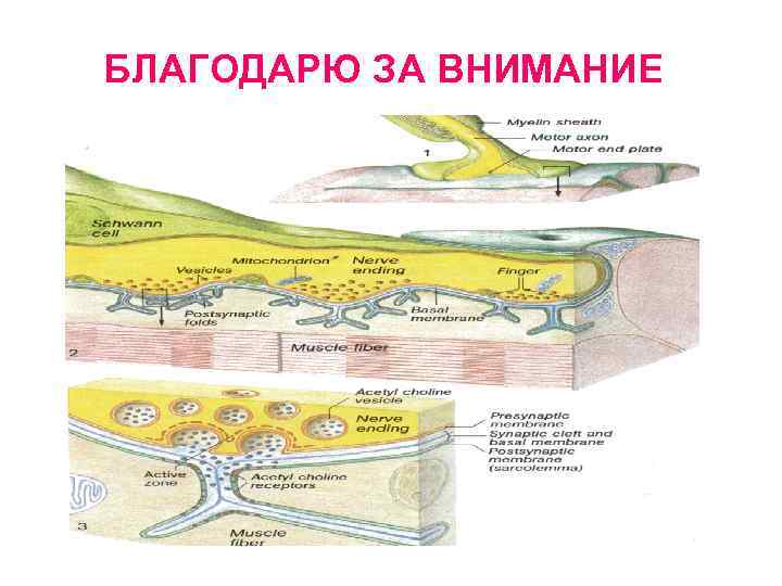 БЛАГОДАРЮ ЗА ВНИМАНИЕ 