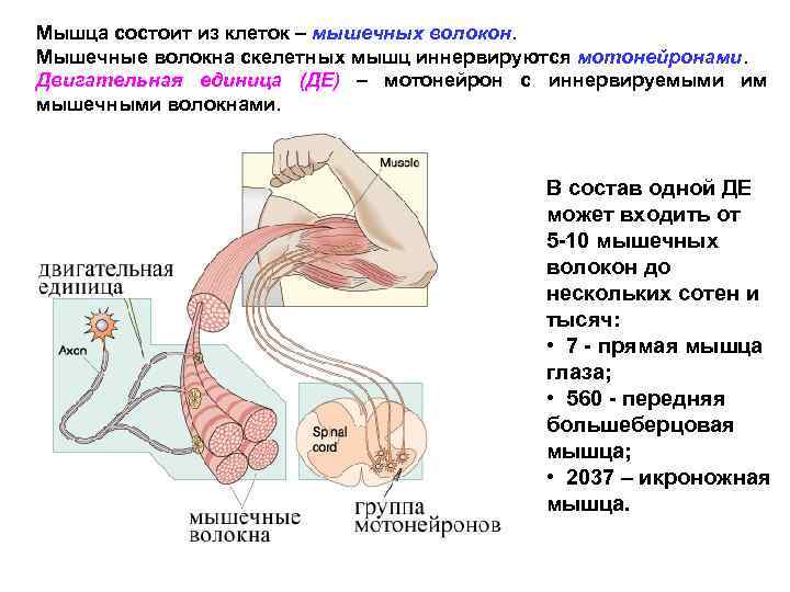 Мышца состоит из клеток – мышечных волокон. Мышечные волокна скелетных мышц иннервируются мотонейронами. Двигательная
