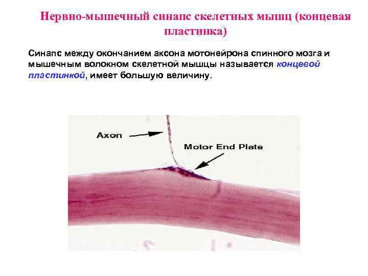 Скелетно мышечный синапс. Концевая пластинка мышечного волокна. Концевая пластинка нервно-мышечного синапса. Моторная концевая пластинка. Концевая пластинка мышцы.