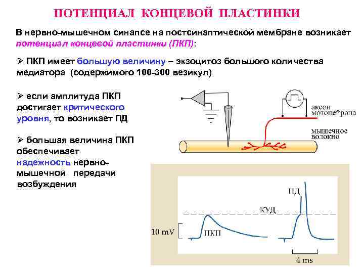ПОТЕНЦИАЛ КОНЦЕВОЙ ПЛАСТИНКИ В нервно-мышечном синапсе на постсинаптической мембране возникает потенциал концевой пластинки (ПКП):