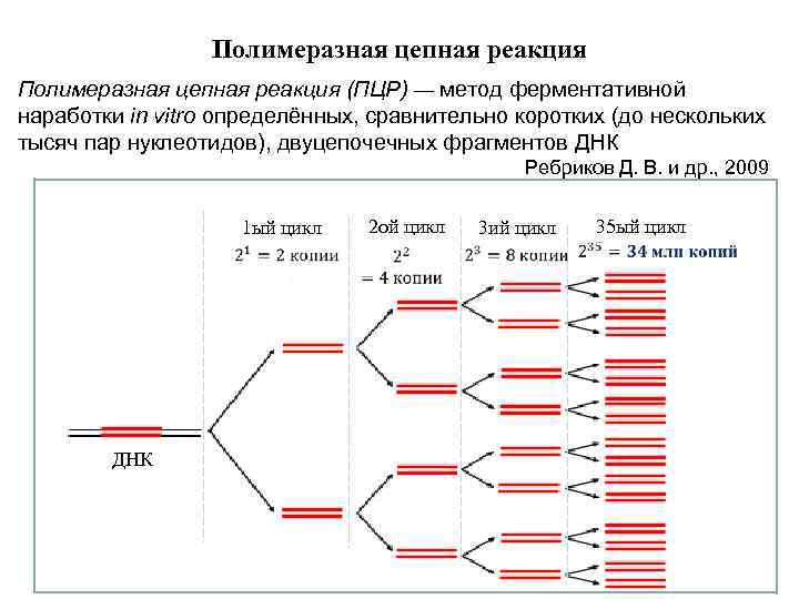 Метод разделения фрагментов днк