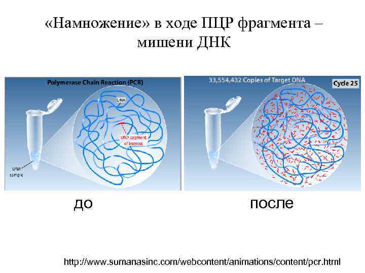  «Намножение» в ходе ПЦР фрагмента – мишени ДНК до после http: //www. sumanasinc.