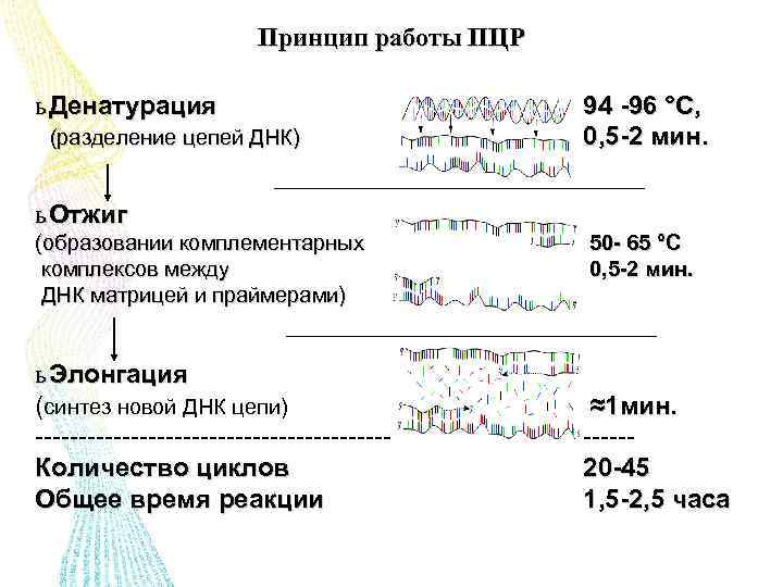 Синтез комплементарной цепи днк. ПЦР принцип работы. ПЦР принцип метода. Принцип работы полимеразной цепной реакции. Разделение цепей ДНК.