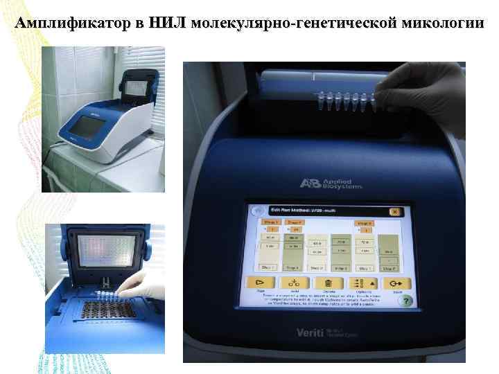 Амплификатор в НИЛ молекулярно-генетической микологии 
