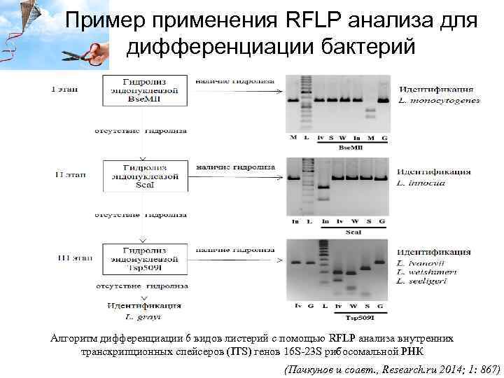 Пример применения RFLP анализа для дифференциации бактерий Алгоритм дифференциации 6 видов листерий с помощью