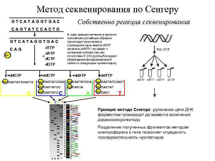 Секвенирование по сэнгеру схема