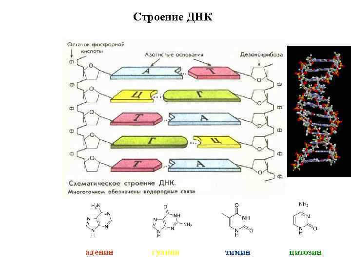 Цитозин в днк. Строение ДНК аденин Тимин. ДНК строение гуанин. Тимин и аденин строение. ДНК аденин гуанин цитозин Тимин.