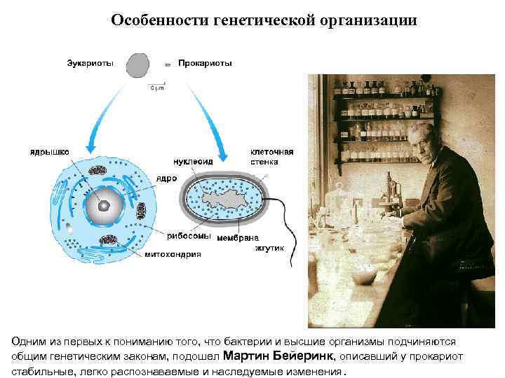 Особенности генетической организации Одним из первых к пониманию того, что бактерии и высшие организмы