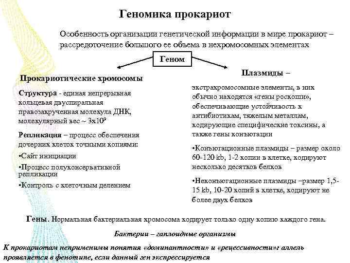 Геномика прокариот Особенность организации генетической информации в мире прокариот – рассредоточение большого ее объема