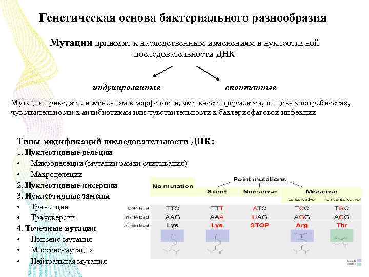 Генетическая основа бактериального разнообразия Мутации приводят к наследственным изменениям в нуклеотидной последовательности ДНК индуцированные