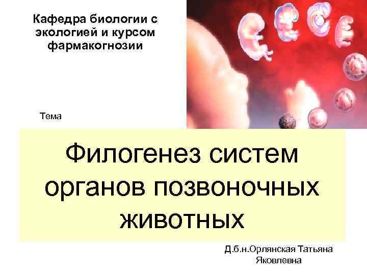 Кафедра биологии с экологией и курсом фармакогнозии Тема Филогенез систем органов позвоночных животных Д.