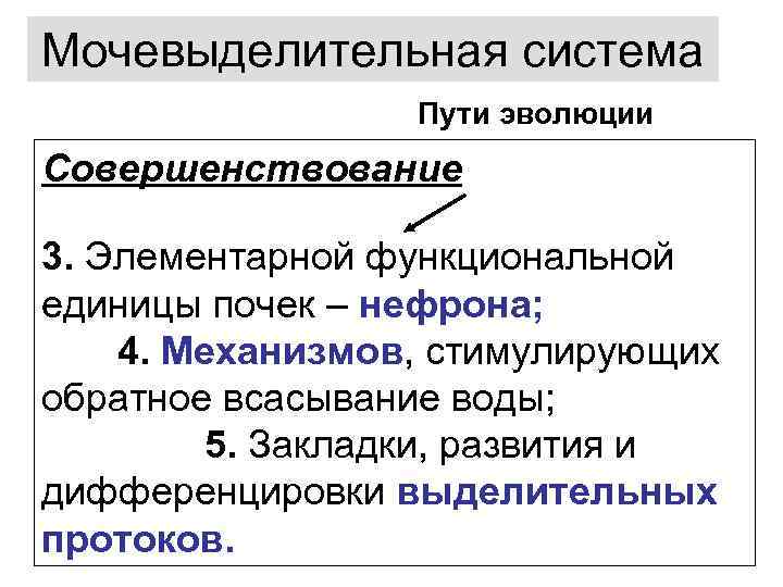 Мочевыделительная система Пути эволюции Совершенствование 3. Элементарной функциональной единицы почек – нефрона; 4. Механизмов,